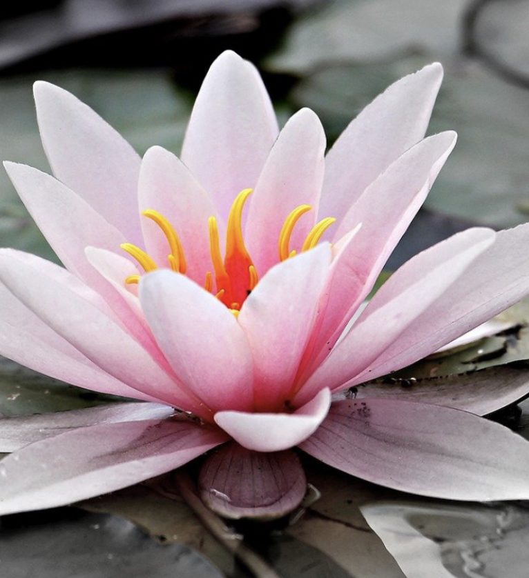 lotus flower in water