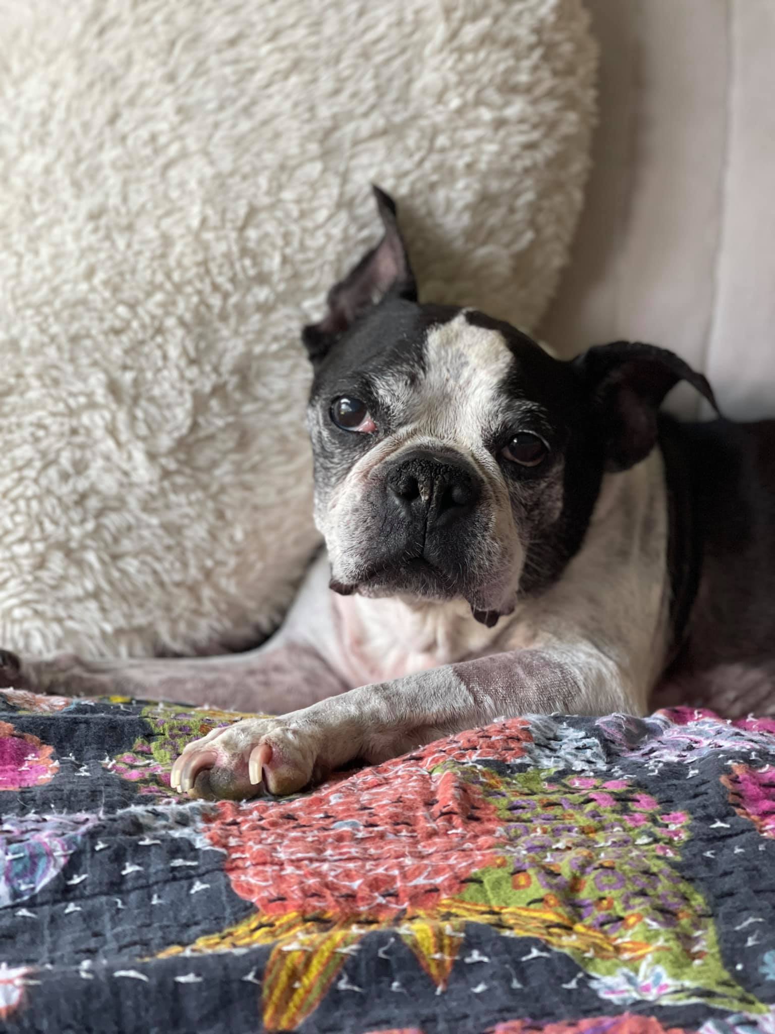 An older boston terrier dog sitting on a colorful quilt with an off white heart pillow behind him.