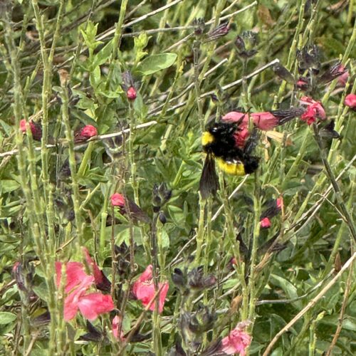 bumble bee. a big, round yellow and black bumble bee getting pollen from a pink salvia bloom with a background of green and pink foliage.