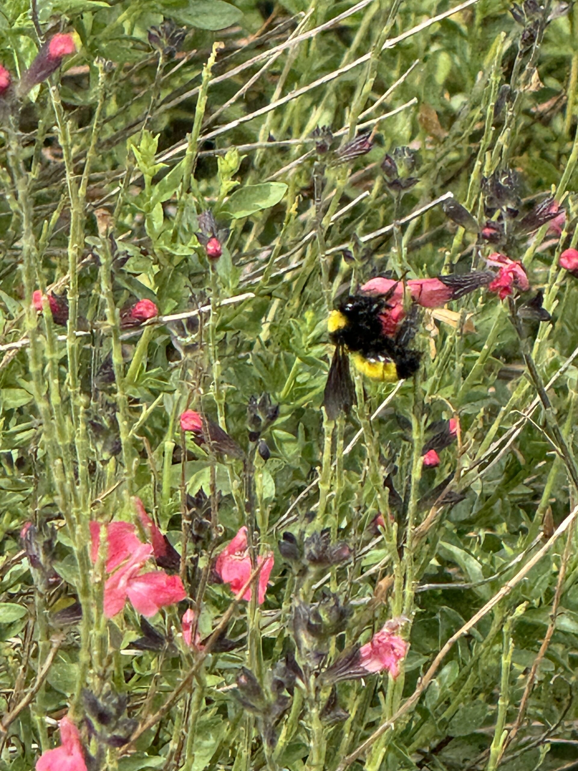 a big, round yellow and black bumble bee getting pollen from a pink salvia bloom with a background of green and pink foliage.
